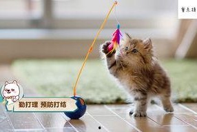 猫娱乐吃瓜酱,揭秘娱乐圈那些不为人知的幕后故事